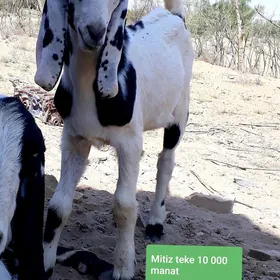 Pakistan Teke 