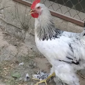 Horaz