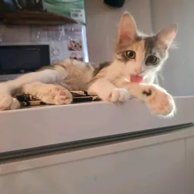 котёнок