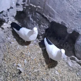 Kepderi