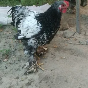brama silver
