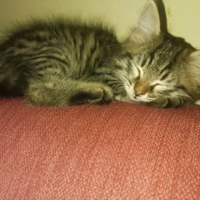 Котенок