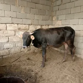 3öküz