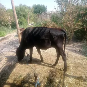 öküz