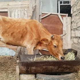 Sygyr