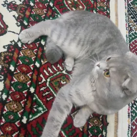 Bulut