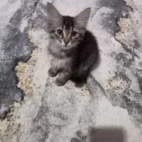 Котята