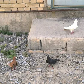 kepderi