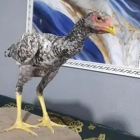 о шамо
