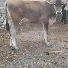 3 öküz