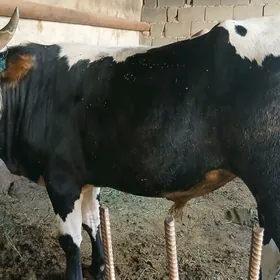 Ökiz bogaz sygyr