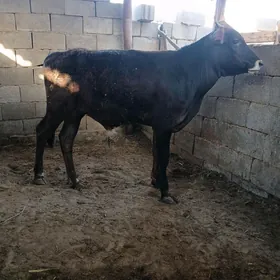 Öküz