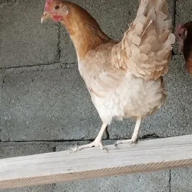 towk