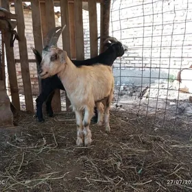serke we gecı