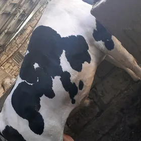 Öküz
