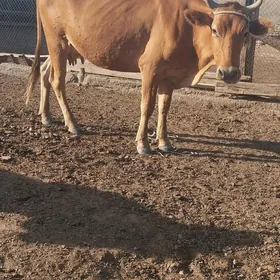 sygyr