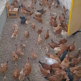 Gușlar