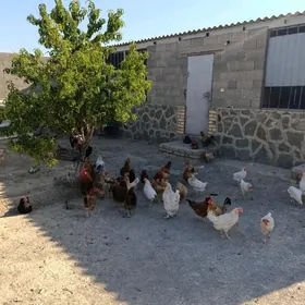 towuklar