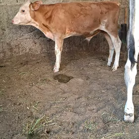 2 Öküz
