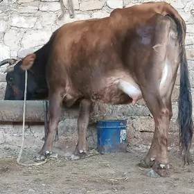 TOHUM GOLELI SYGYR