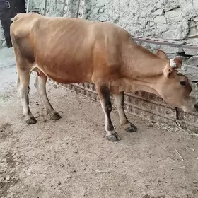 göleli sigigir
