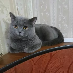 Шотландский кот прямоухий