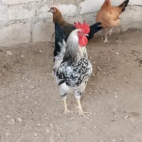 horaz