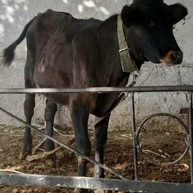 okuzce