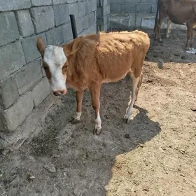tuwe okuzçe