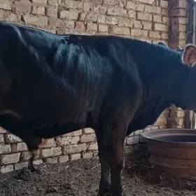 Ökuz