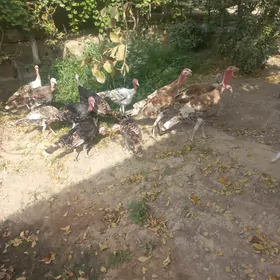 Erkek induk