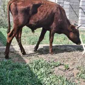 ökuzce