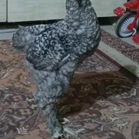 Brama koko