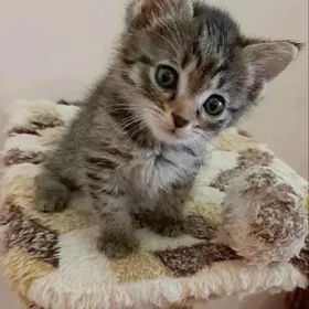 отдам котят