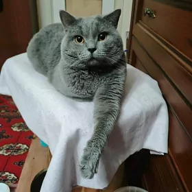 ŞOTLAN PIŞIK  köpeltmek üçin