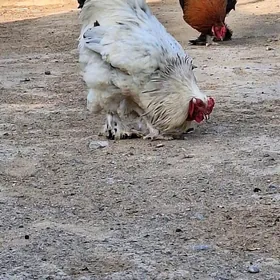 Brama horaz