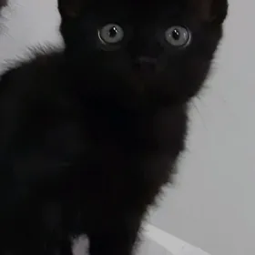 отдам котенка