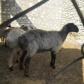 goÿun
