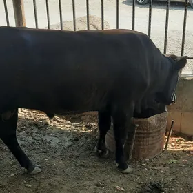 öküz