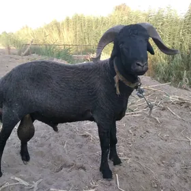 goç