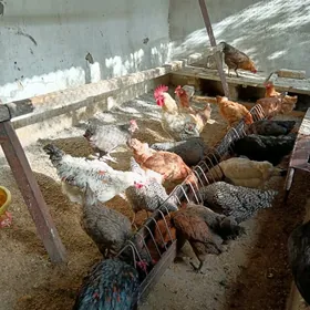Towuklar guzlayan Ataks Domina