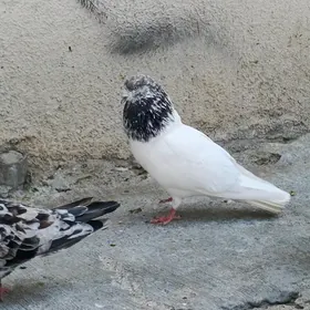 kepderi
