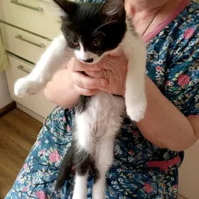 котята