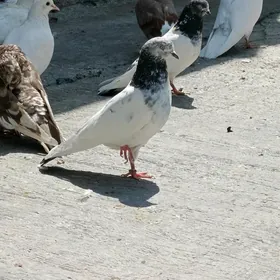 kepderi