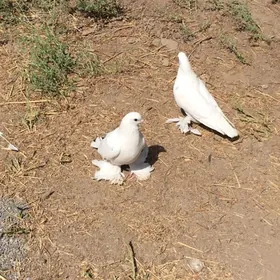 kepter