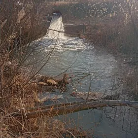 Altaý nasoz