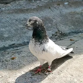 kepderi