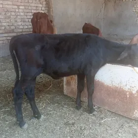 GÖLELER