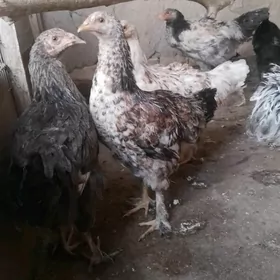 Brama towuk