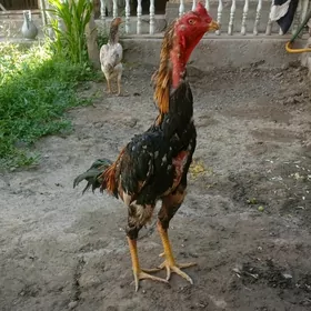 horaz baysow